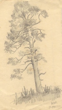 Мальцева Н.В. Кедр. 1950 г. Бумага, карандаш.
