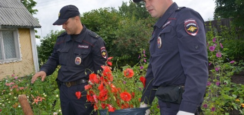 мак Миниатюра